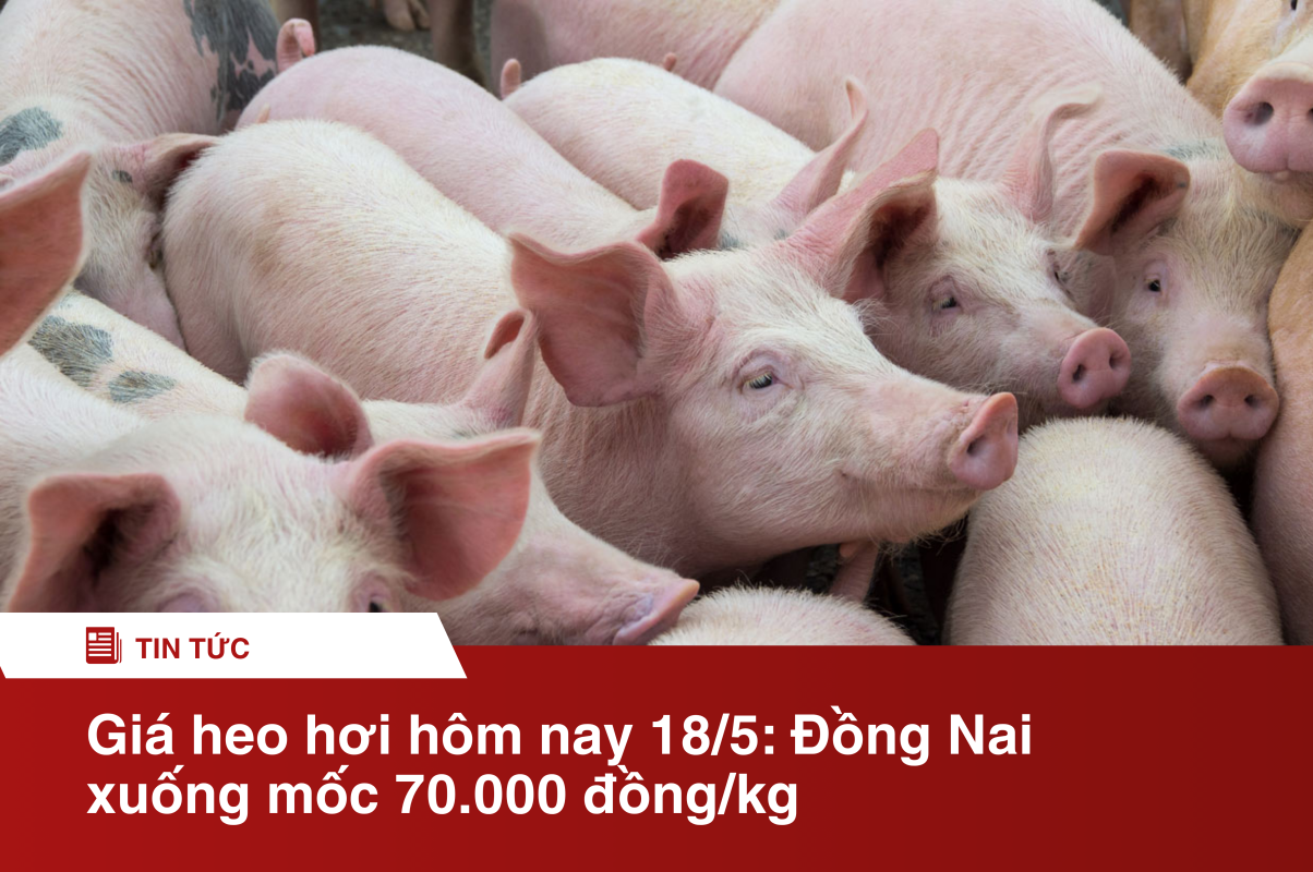 Giá-heo-hơi-hôm-nay-18/5